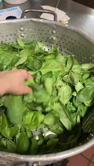 Basil harvest! 🌱