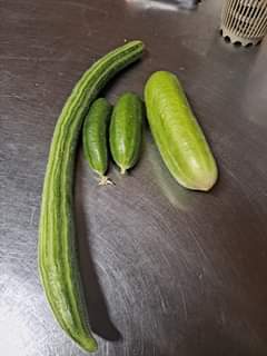 Our sidewalk cucumbers are baring fruits….the long on is an Armenia cucumber..